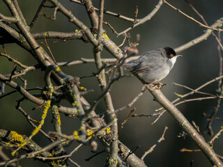 Sardinian Warbler, (Curruca melanocephala)