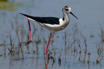 Black-winged Stilt // Stelzenläufer (Himantopus himantopus) - Greece