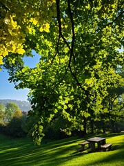 trees in the park