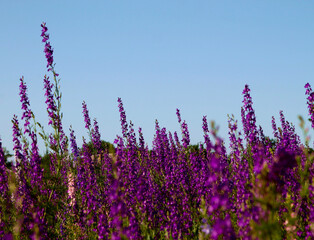 Purple flowers background. Purple flowers in the garden. Wild summer meadow