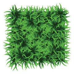 Green grass square. Ground cover plants background texture. Design for card, banner. Piece grasses for you design
