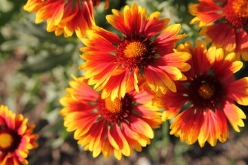 Orange flowers (garden chamomile) background image.