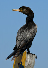 Cormorant 