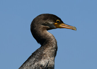 Cormorant