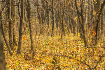 Yellowing leaves in autumn season
