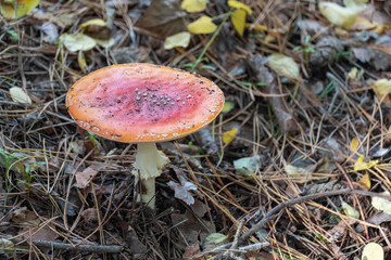 Bright fly agaric wild mushroom growing on forest floor. Amanita muscaria hallucinogenic toxic fungus red cap with white spotted and gilleds. Flyamanita toadstool in autumn time. Mushrooms poisoning.