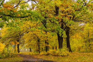 Yellowing leaves in autumn season