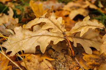 Yellowing leaves in autumn season