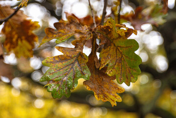 Yellowing leaves in autumn season