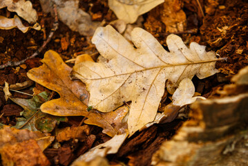 Yellowing leaves in autumn season