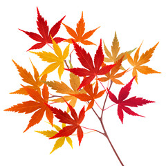もみじ 紅葉 葉 枝 イラスト リアル 単体 