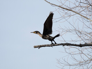 Great Cormorant, (Phalacrocorax carbo)