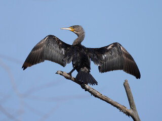 Great Cormorant, (Phalacrocorax carbo)