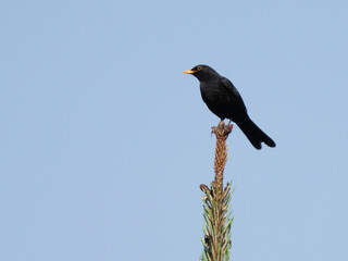 Eurasian Blackbird, Turdus merula