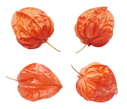 鬼灯 Images Browse 1 470 Stock Photos Vectors And Video Adobe Stock