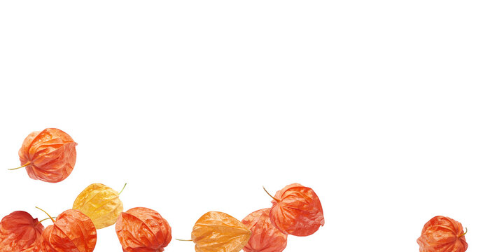 ほおずき の画像 13 921 件の Stock 写真 ベクターおよびビデオ Adobe Stock