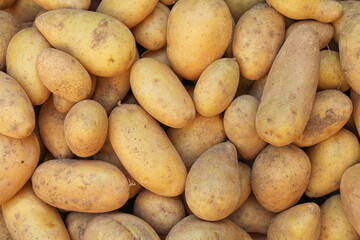 Fresh organic homegrown potatoes background