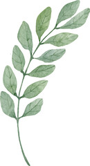 Green herb. Watercolor isolated illustration.