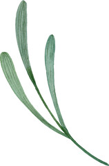 Green herb. Watercolor isolated illustration.