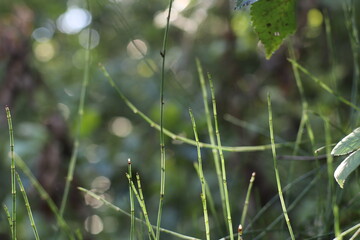 Cola de caballo
Plantas detalle, bokeh