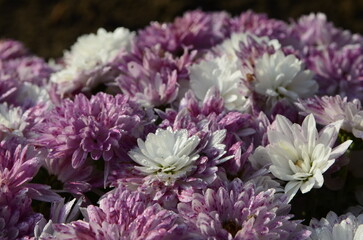 Purple and white chrysanthemum close up