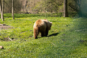 Cute bum of a brown bear that is walking away. Calm wild animal in a park. Beautiful bear also known as Ursus arctos on a green meadow. Small female animal in the nature with a light brown fur.
