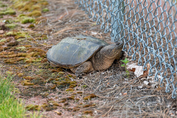 Turtle Stopped By A Chainlink Fence After Laying Eggs Nearby