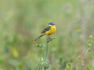 Western Yellow Wagtail (iberiae), Motacilla flava iberiae