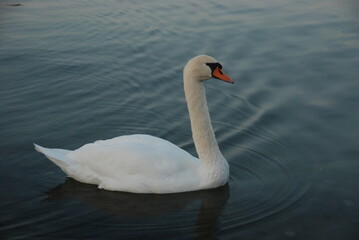 Fototapeta na wymiar Swan at lake