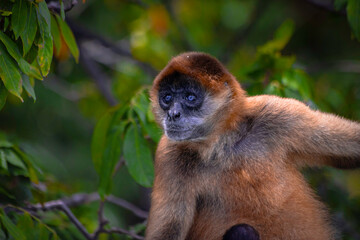 Nicaragua, granada,  mono, animal, 