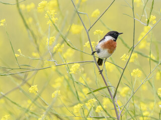 European Stonechat, Saxicola rubicola