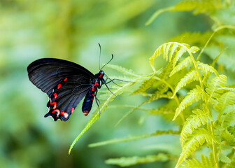 Scarlett Mormon Butterfly at an exotic butterfly garden in Pine Mountain Georgia.
