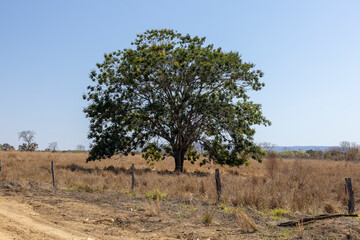 tree in the cerrado of brazil
