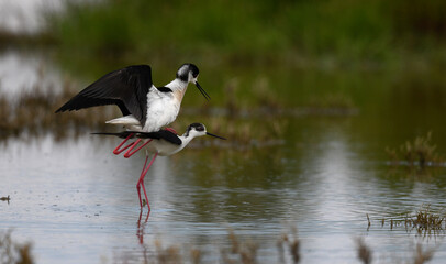 mating Black-winged Stilts // paarende Stelzenläufer (Himantopus himantopus) - Greece