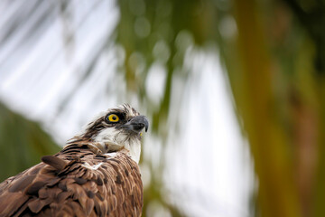 Osprey looking for his next meal from a perch in Captiva Island Florida