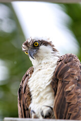 Osprey looking for his next meal from a perch in Captiva Island Florida