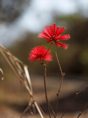 red flower in the brazilian cerrado