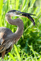 Great Blue Heron eating a fish for lunch in the marsh on a wildlife drive in Florida.
