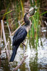 Many names for this bird - Anhinga, Water Turkey, Snake Bird eating a fish for lunch in the marsh along a wildlife drive in Central Florida.