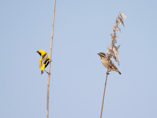 yellow-crowned bishop, euplectes afer, bird, nature, animal, wildlife, beak, wild, branch, fauna, spring, passerine, granivore, avian, ornithology
