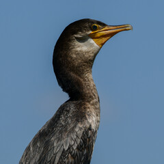 Cormorant 