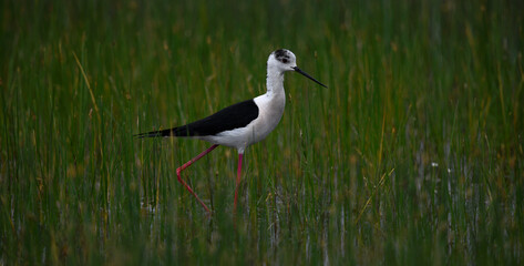Stelzenläufer // Black-winged Stilt (Himantopus himantopus) - Greece
