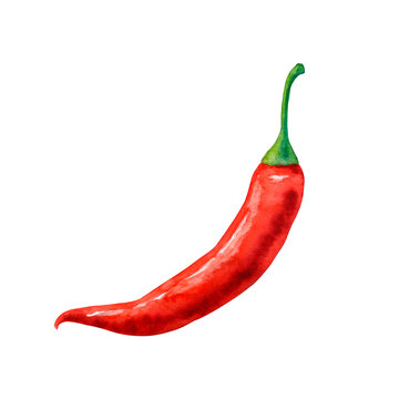 Watercolor red hot chili peper isolated on a white background.
