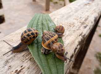 Caracoles sobre hoja verde en una barandilla