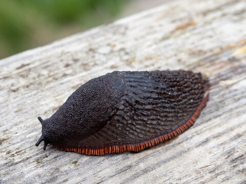 babosa negra en barandilla de madera