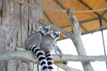 Two funny cute adorable gray striped lemurs in love hugging sitting on tree branch in zoo. Animals relationship,humor concept. © Ольга Смолина