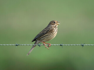 Corn Bunting (Emberiza calandra)