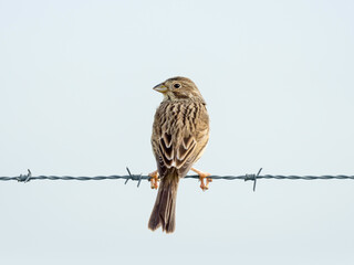 Corn Bunting (Emberiza calandra)