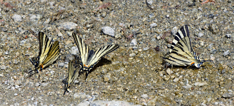 Scarce swallowtail // Segelfalter (Iphiclides podalirius) - Greece