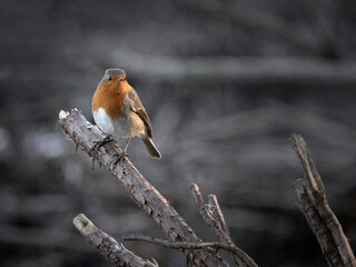 European Robin (Erithacus rubecula)
